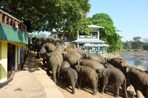Kingdom Ayurveda Resort - Elefanti in città, Sri Lanka