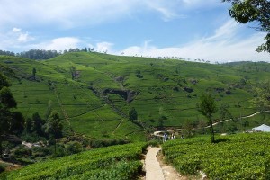 Kingdom Ayurveda Resort - Verdeggianti montagne, Sri Lanka