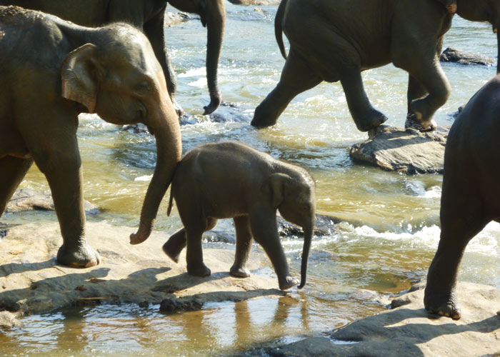 kingdom-ayurveda-resort-sri-lanka-yala-national-park